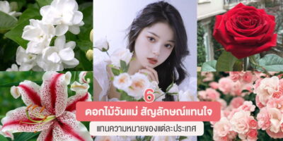 6 ดอกไม้วันแม่ สัญลักษณ์แทนใจ แทนความหมายของแต่ละประเทศ – AKERU